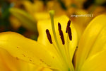 IMG_8701u