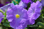 IMG_8722u