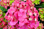 DSCF0281u