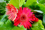 DSCF0282u
