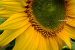 DSCF0284u