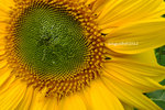 DSCF0286u