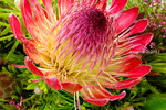 DSCF0290u