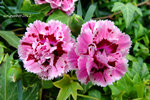 DSCF0292u