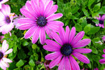 DSCF0296u