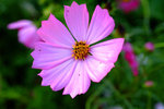 DSCF3602a