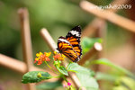 IMG_1030u
