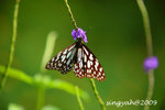 IMG_1042u