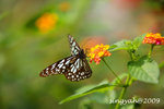 IMG_1045u