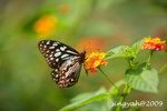 IMG_1048u