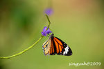 IMG_1057u