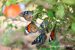 IMG_1086u