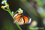 IMG_1092u