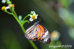 IMG_1094u