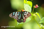 IMG_1171u
