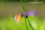 IMG_1176u