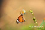 IMG_1178u