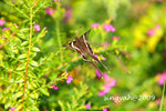 IMG_1182u