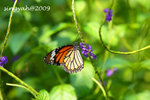 IMG_1193u