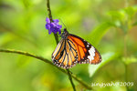 IMG_1219u