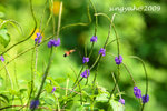 IMG_1226u