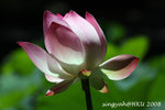 DPP_0003_u