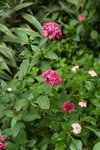 IMG_9181