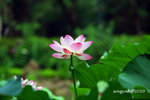IMG_7023u