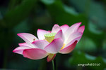 IMG_7026u