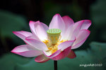 IMG_7028u