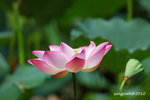IMG_7032u
