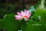 IMG_7040u