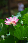 IMG_7049u
