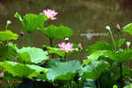 IMG_7055u