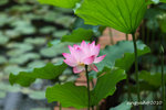 IMG_7058u
