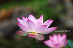 IMG_7062u