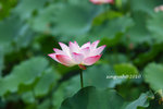 IMG_7072u