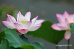 IMG_7082u
