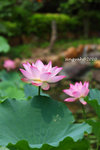 IMG_7085u