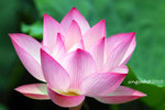 IMG_7092u