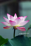 IMG_7096u