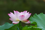 IMG_7103u