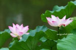 IMG_7106u