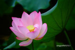 DSCF2486a