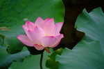 DSCF2487a