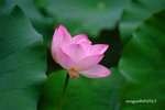 DSCF2489a