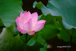 DSCF2495a