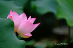 DSCF2498a