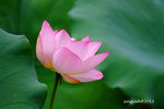 DSCF2501a