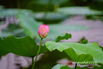 DSCF2505a